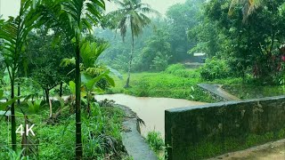 Walk in Heavy Rain through Countryside Roads of Kerala | A Quiet & Beautiful Village | 4k ASMR