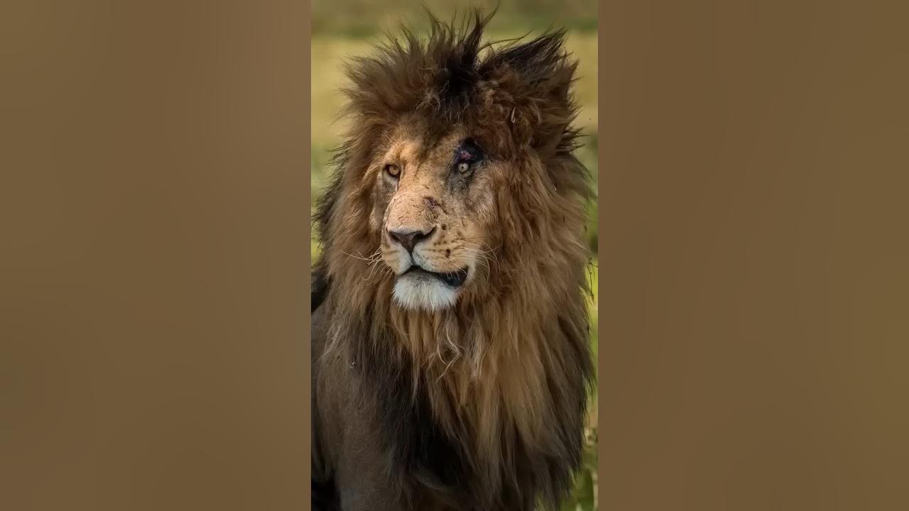 The Lion Who Defeated 400 Hyenas and a Hippo #lion #scarface #wildlife #animals The Lion Who Defeated 400 Hyenas and a Hippo #lion #scarface #wildlife #animals