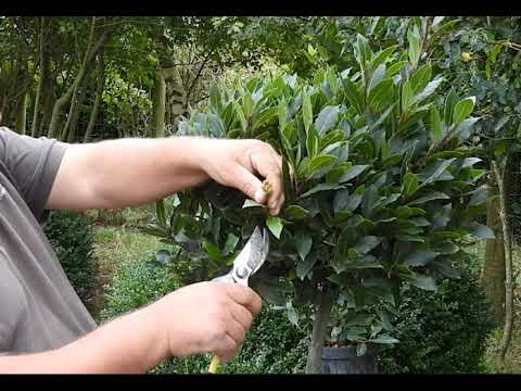 ვიდეო: დაფნის ხის მორთვა: ისწავლეთ როდის უნდა გასხვრიოთ დაფნის ხეები ბაღში
