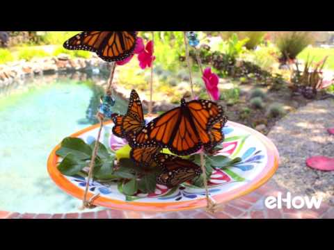 Videó: Butterfly Water Feeder Tippek – Táplálék- és vízellátás a pillangók számára