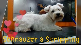 Sesión de peluquería Schnauzer Blanco a strippingTime Lapse