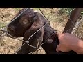 Rescuing a baby goat trapped in a fence | Rescue baby goat | Rescues Animal