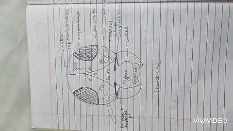 Detailed structure of insect head(dorsal view)