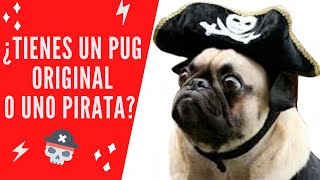 Tienes un PUG ORIGINAL o un PUG PIRATA