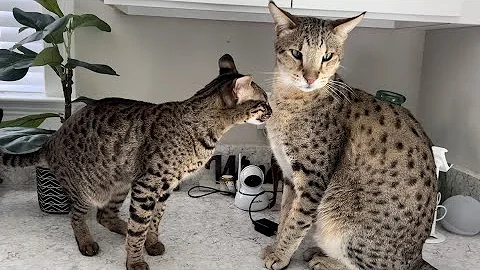 Watch the video about Sweet F2 Savannah Cats Are Excited To See Me. Cute Meows