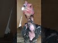 ayam Mangon umur 4 bulan #peternakmuda #ayammangon #subscribe