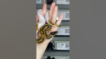 Piebald het VPI Axanthic #ballpythonbreeder #ballpython #ballpythonmorphs #piebald #snake