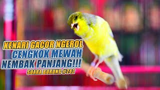 SUARA BURUNG |242| Kenari GACOR PANJANG Cuit CUIT EMOSI, Masteran KENARI PAUD dan Kenari Macet BUNYI