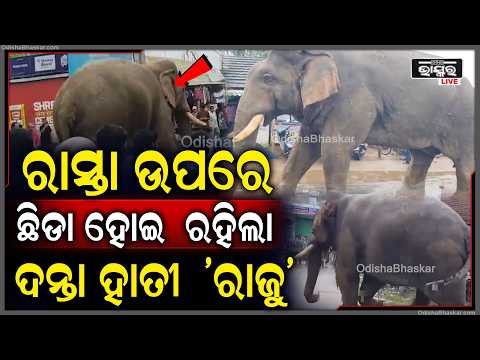 ପୁଣି ଚର୍ଚ୍ଚାରେ ମାଖନା ଦନ୍ତା 'ରାଜୁ'। ରାସ୍ତା ଉପରେ ଘଣ୍ଟା ଘଣ୍ଟା ଧରି ଠିଆ ହୋଇ ଲୋକଙ୍କୁ କଲା ତାଯୁବ !