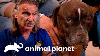 Perro inicia tratamiento de quimioterapia para suprimir el cáncer |  Dr. Jeff, Veterinario