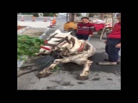 Açlık ve yorgunluktan yola yığılan ata kırbaç