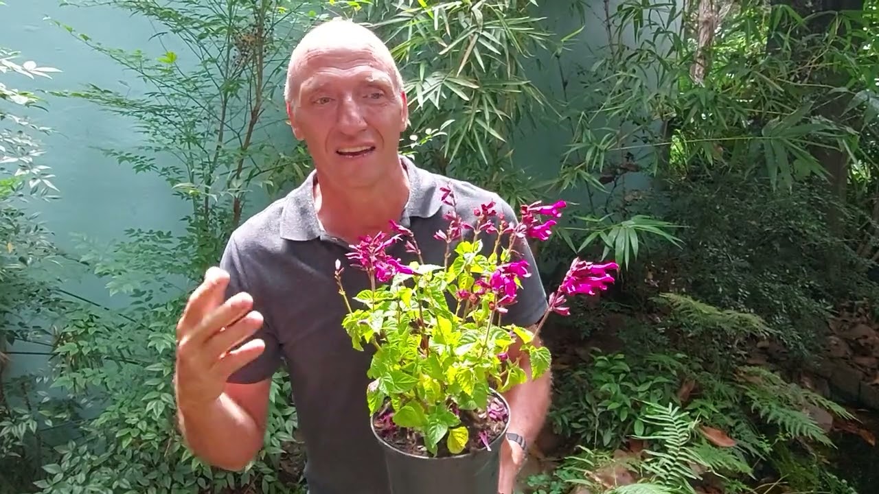 Plant of the Week for 22 January 2022 is the Salvia  Rockin Fuchsia