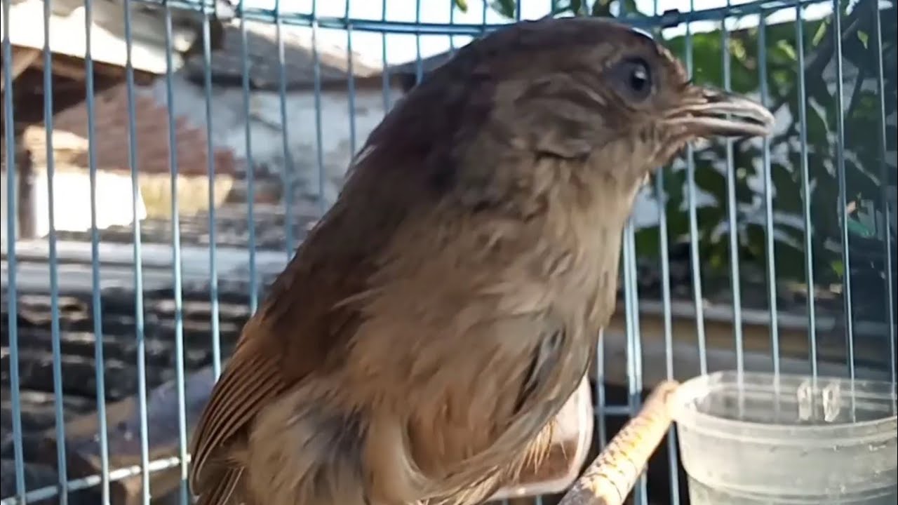 Burung Flamboyan Jantan Dan Betina : Suara Burung ...