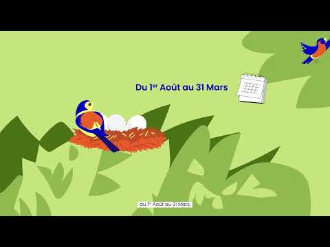 Vidéo: Qu'est-ce que l'élagage dans l'apprentissage en profondeur ?