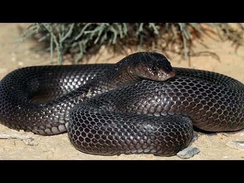 Animaux du désert : Le Cobra