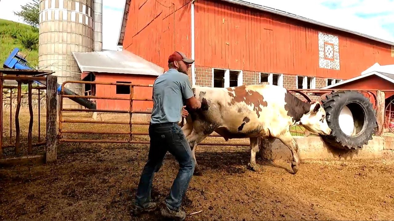 «Бег с быками!»: Опасности фермерства!