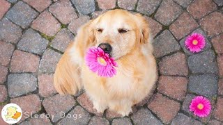 Dog Music🎵🐶Relaxing Music for Dogs🐶💖Soothing Dog Sleep Music💖🦮Separation Anxiety Relieve💖12 Hours
