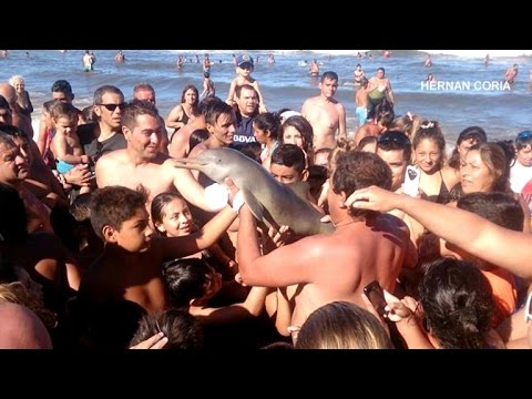 Video: Semesterfirare Har Dödat Ett Annat Djur För En Selfie. Den Här Gången - Baby Delfin - Alternativ Vy