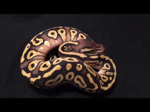 Ball Python Hatchling “AVA” Female Mojave Pastel