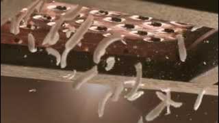 Download lagu Rangkaian Citra Lasting White untuk Kulit Cantik Cerah Alamimu