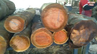 BANYAK JENIS KAYUNYA?...