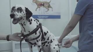 Dalmatian Vlog I Fancy I She Gets Vaccinated I Sony A7Iii