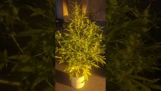 Crazy phenotype from the guava zkittlez πͺ΄π₯³πͺ΄π₯³πͺ΄