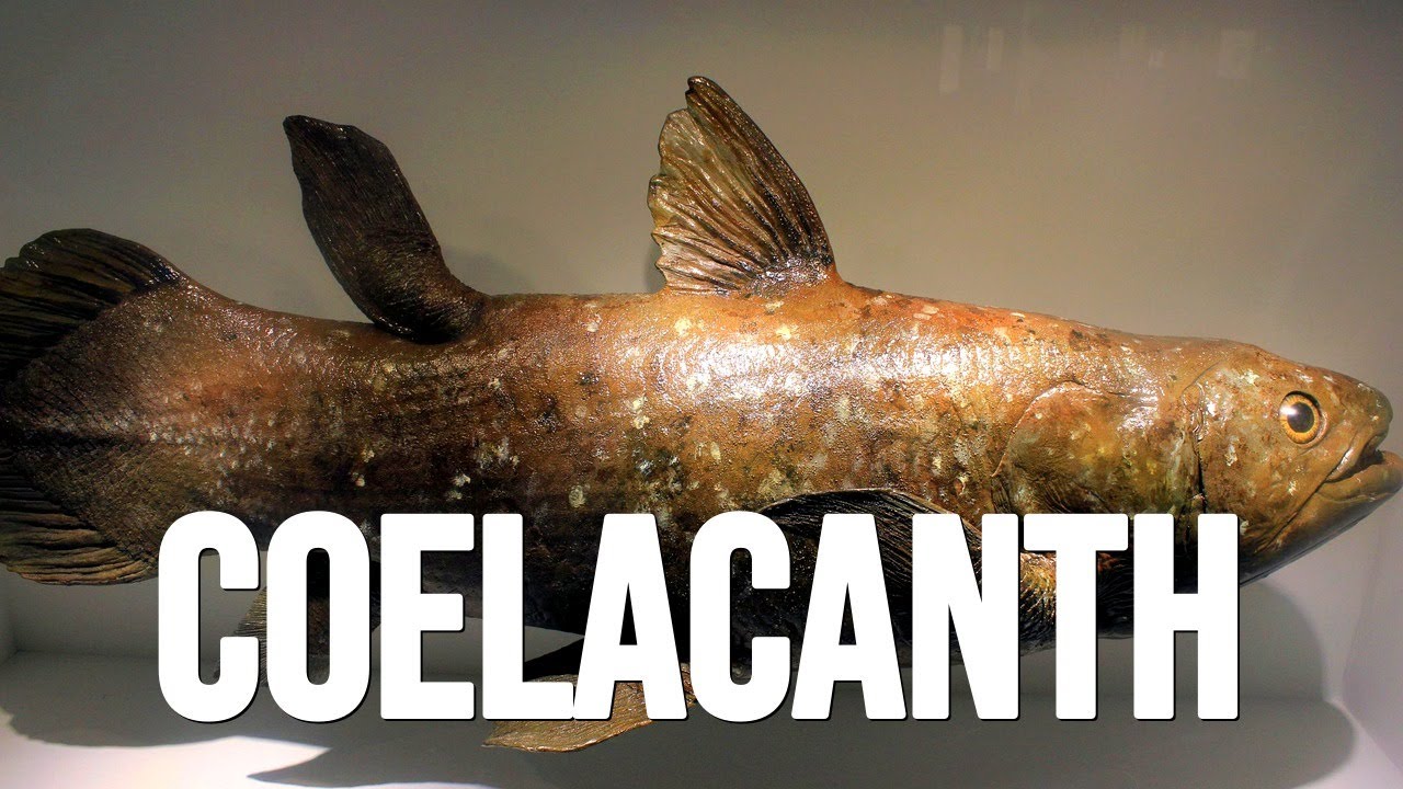 Coelacanth: Fish From 400 Million Years Ago - YouTube