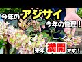 ◆夏を越すための【アジサイ】1年目の管理！