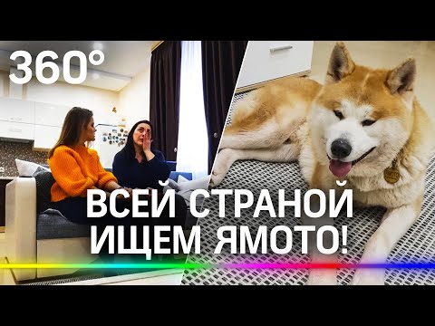 Пропала акита Ямото! Ищем всем миром