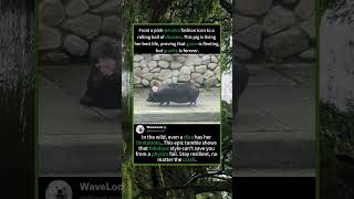 FASHION ICON VS. GRAVITY! 🐷🌸 Epic Pig Fail You Need to See!#FunnyAnimals #PigFail #FashionDiva