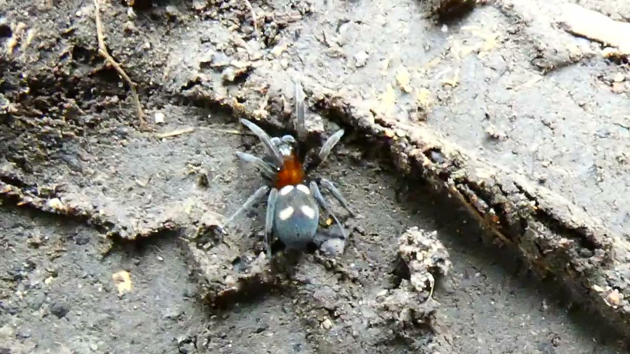 teplomil čtyřskvrnný (Titanoeca quadriguttata) samec