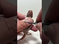 Helping babe with his shed #beardeddragon #wildlifesurvival #reptiles #wildlifesimulation