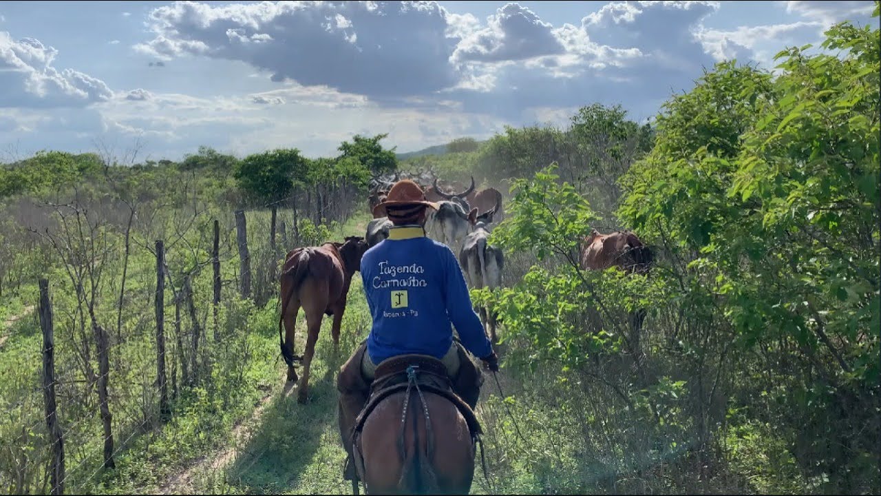 CONDUÇÃO DO GADO NA MATA FECHADA