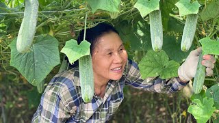 Harvesting Melons - Delicious Dishes From Melons That Few People Know - Peaceful Life