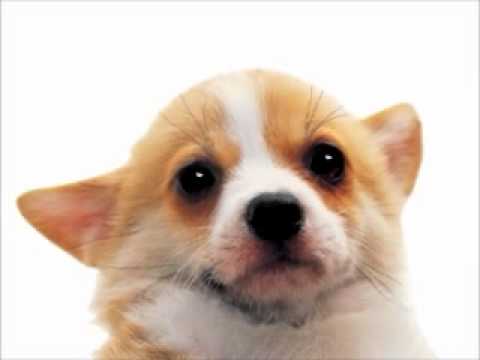 corgi singing happy birthday