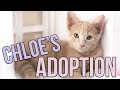 Chloe's California Adoption Adventure