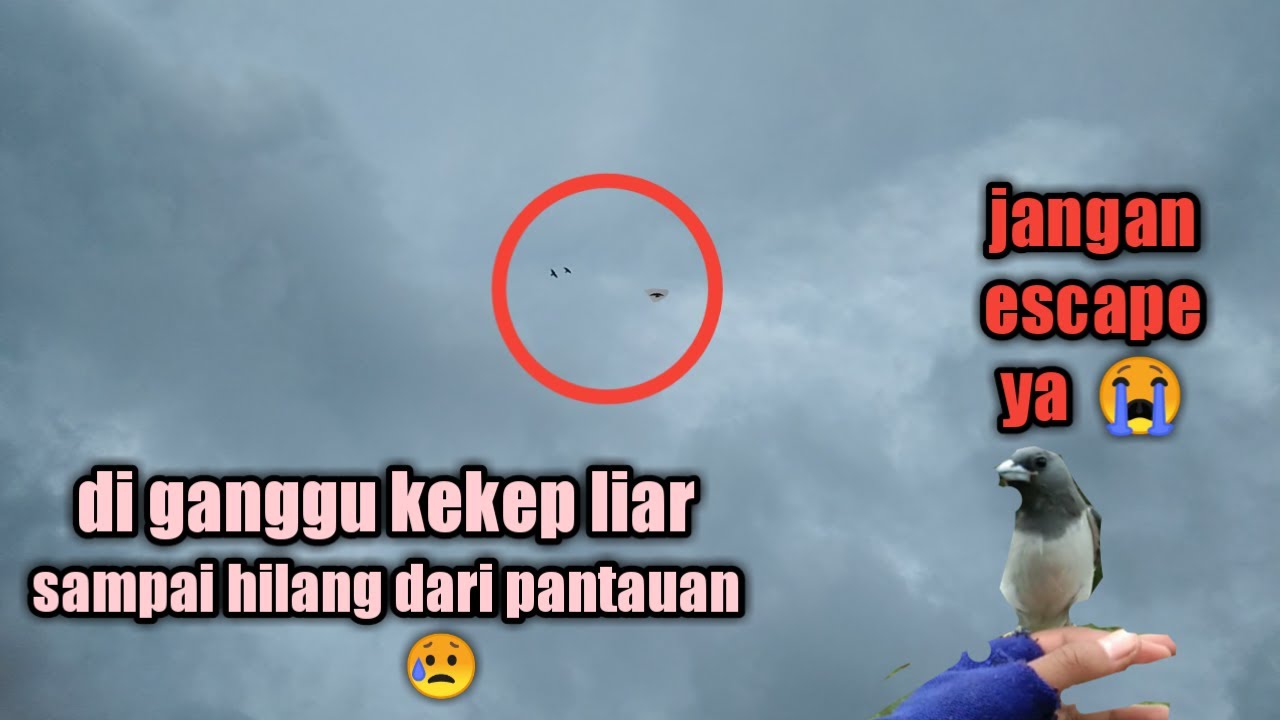 LATIH KEKEP BABI FF MALAH DI SERANG 4 KEKEP BABI LIAR