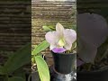 Walkeriana coerulea, exemplares tops por aqui! #orquidias #flores #orquidofilos #cattleya