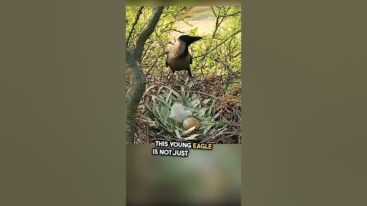 Watch What Happens When a Crow Discovers Unprotected Eagle's Nest! #shorts