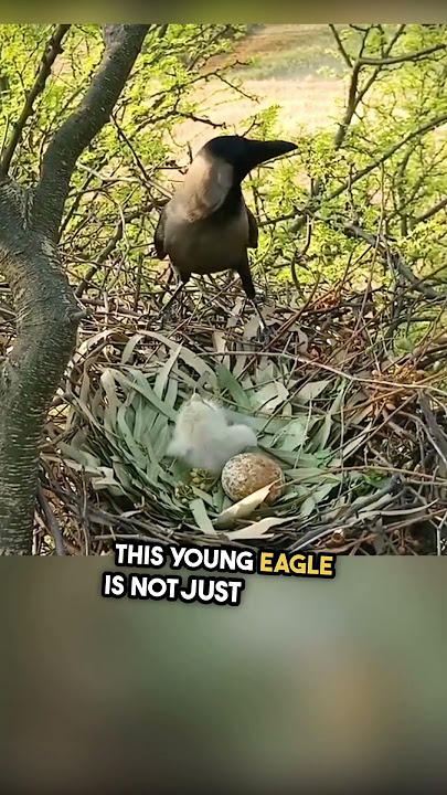 Watch What Happens When a Crow Discovers Unprotected Eagle's Nest! #shorts