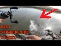 This lure is out fishing live bait! - Striper Fishing  O'Neill Forebay 
