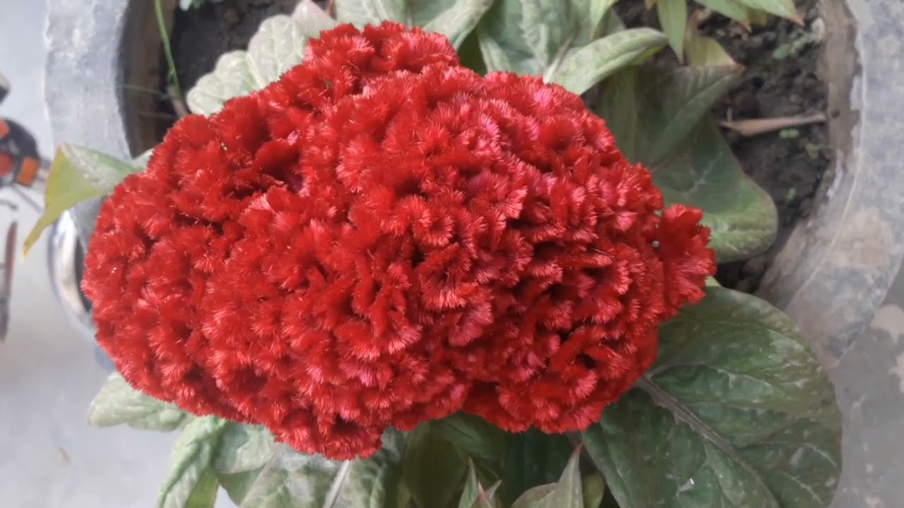 Most Beautiful Flowers in the world-Bright and Beautiful Flowers Painting 