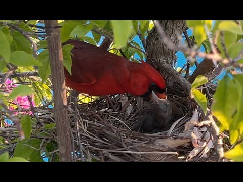 Mom and dad feed their baby Cardinals nest day 6 - YouTube