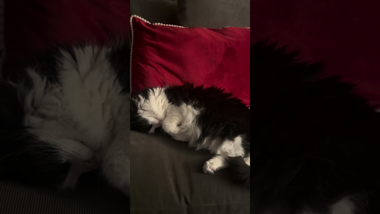 Sleeping upside down head cat