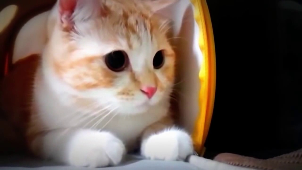 Lawak Kucing Telatah Comel Gile Youtube Gambar Terlucu Ter Lucu