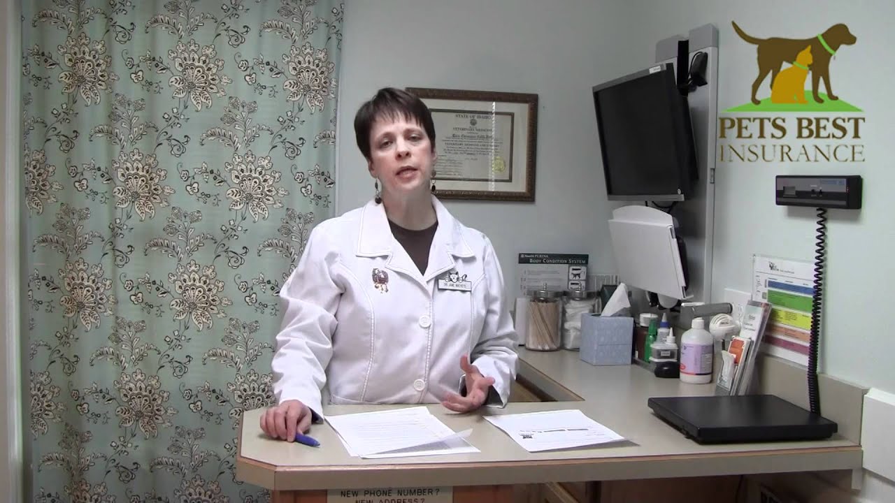 Does My Cat Need Grooming