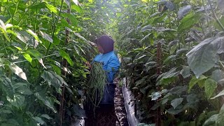 Download Lagu @cobak bertani mengupload video panen kacang panjang dan tomat tumpang sari cabe kaliber  MP3 Download Lagu @cobak bertani mengupload video panen kacang panjang dan tomat tumpang sari cabe kaliber  MP3