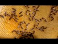 Весеннее расширение пчелиных семей. Как пчелы тянут  вощину спустя неделю .
