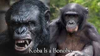 Koba is a very violent bonobo